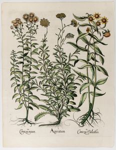 BASILIUS BESLER - Ageratum