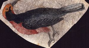 Sei fogli con studi di diversi uccelli  - Asta Stampe e Disegni dal XVI al XX secolo - Associazione Nazionale - Case d'Asta italiane