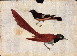 Sei fogli con studi di diversi uccelli  - Asta Stampe e Disegni dal XVI al XX secolo - Associazione Nazionale - Case d'Asta italiane