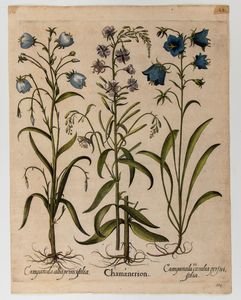 BASILIUS BESLER - Chamaenerion