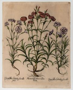 BASILIUS BESLER - Amerius pleno rubro flore