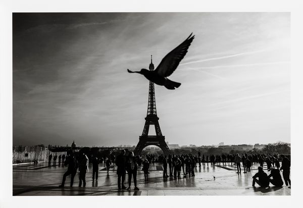 Alessandro Dobici : Bird  - Asta Fotografia - Associazione Nazionale - Case d'Asta italiane