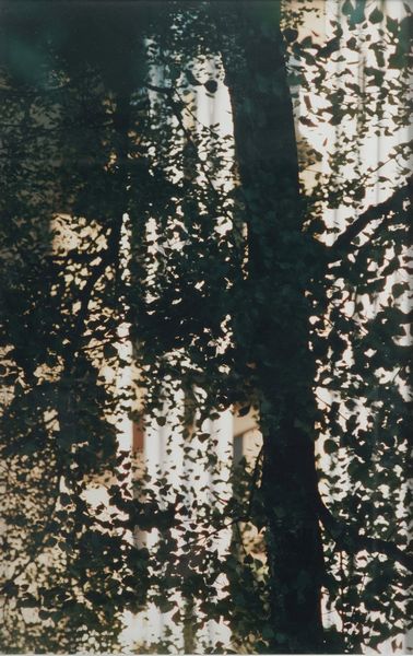 Tancredi Mangano : Senza titolo  - Asta Fotografia - Associazione Nazionale - Case d'Asta italiane