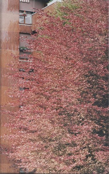 Tancredi Mangano : Eden 1a  - Asta Fotografia - Associazione Nazionale - Case d'Asta italiane