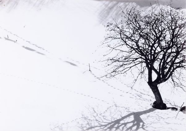 Abbas Gharib : Lonely Tree, dalla serie �Snow white photo collection�  - Asta Fotografia - Associazione Nazionale - Case d'Asta italiane