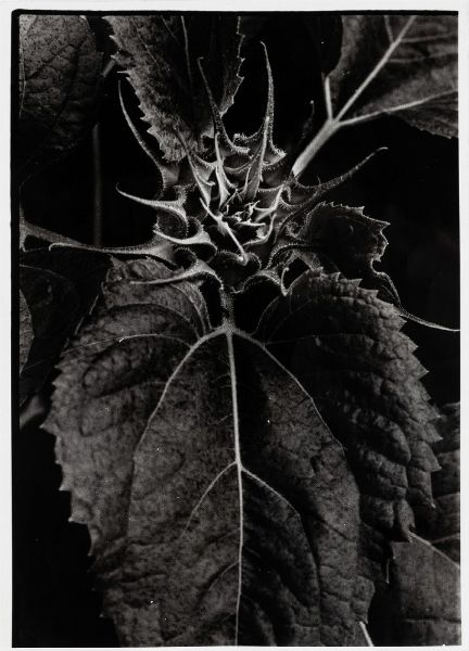 Jean Dieuzaide (YAN) : Senza titolo  - Asta Fotografia - Associazione Nazionale - Case d'Asta italiane