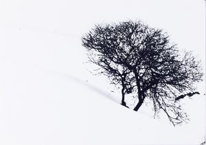 Abbas Gharib - Lonely Tree, dalla serie �Snow white photo collection�