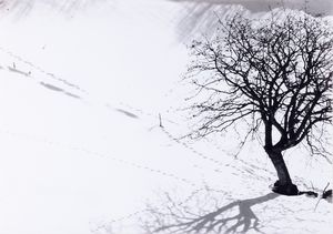Abbas Gharib : Lonely Tree, dalla serie �Snow white photo collection�  - Asta Fotografia - Associazione Nazionale - Case d'Asta italiane