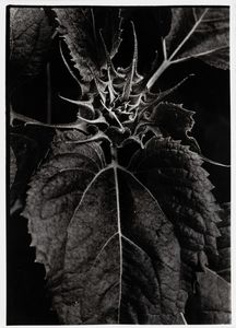 Jean Dieuzaide (YAN) - Senza titolo