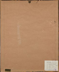 Marcello Avenali : Donne al tavolino  - Asta Arte Moderna e Contemporanea - Associazione Nazionale - Case d'Asta italiane