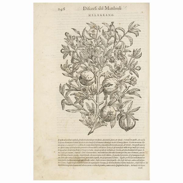 Il capolavoro del medico e botanico senese  - Asta LIBRI, MANOSCRITTI E AUTOGRAFI - Associazione Nazionale - Case d'Asta italiane