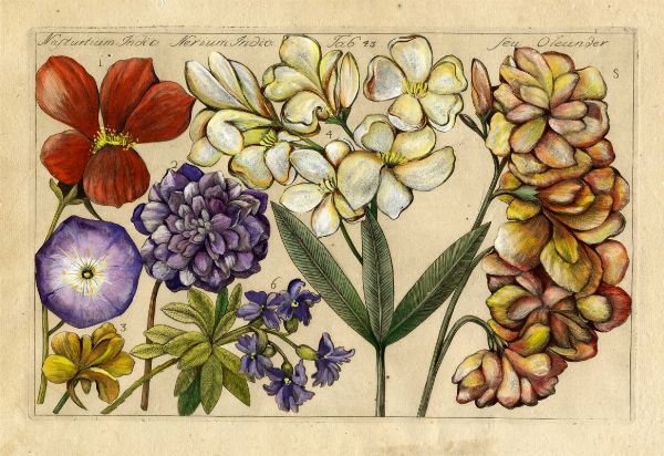 FILIPPO ARENA : Quattro tavole da Della natura, e coltura de fiori fisicamente esposta. Trattati due del Sac. Ignazio Arena da Piazza...  - Asta Arte Antica, Moderna e Contemporanea [parte I] - Associazione Nazionale - Case d'Asta italiane