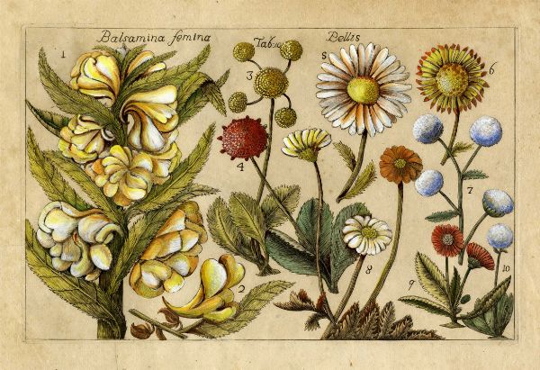 FILIPPO ARENA : Quattro tavole da Della natura, e coltura de fiori fisicamente esposta. Trattati due del Sac. Ignazio Arena da Piazza...  - Asta Arte Antica, Moderna e Contemporanea [parte I] - Associazione Nazionale - Case d'Asta italiane