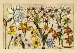 FILIPPO ARENA : Quattro tavole da Della natura, e coltura de fiori fisicamente esposta. Trattati due del Sac. Ignazio Arena da Piazza...  - Asta Arte Antica, Moderna e Contemporanea [parte I] - Associazione Nazionale - Case d'Asta italiane