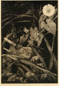 WILHELM HEISE - Schilf und winde (Canne e convolvolo).