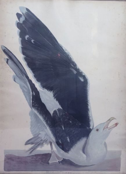 PITTORE NON IDENTIFICATO : Albatros nero  - Asta Asta 149 Dipinti sculture e grafica - Associazione Nazionale - Case d'Asta italiane