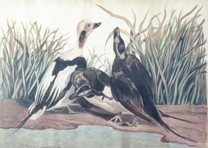 PITTORE NON IDENTIFICATO - Uccelli in riva allo stagno 1918