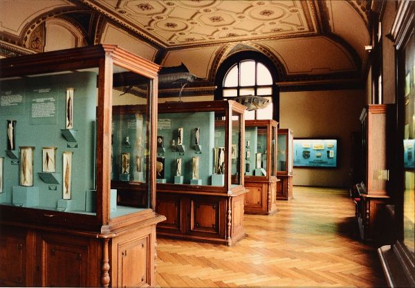 Hfer Candida : Naturhistorisches Meseum Wien, 1989  - Asta Fotografia - Associazione Nazionale - Case d'Asta italiane