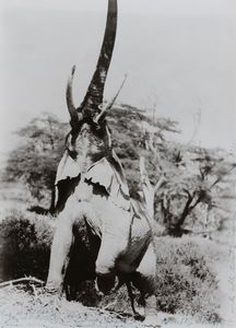 Beard Peter - Elephant reaching for the last branch on a tree, Kenya, 1965, stampata nel 1983
