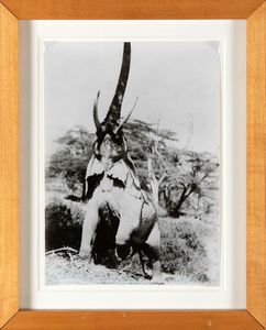 Beard Peter : Elephant reaching for the last branch on a tree, Kenya, 1965, stampata nel 1983  - Asta Fotografia - Associazione Nazionale - Case d'Asta italiane