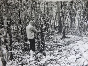 JOSEPH BEUYS - Operazione Difesa della Natura - La Digue Seychelles 1980