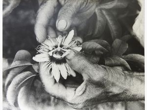 JOSEPH BEUYS - Operazione Difesa della Natura, Impollinazione-fruit de la passion - Praslin Seychelles 1980
