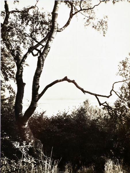 ALBERT RENGER-PATZSCH : Birch Tree in Park, Germany  - Asta FOTOGRAFIA - OPERE D'ARTE SU CARTA - ARTE AL FEMMINILE - Associazione Nazionale - Case d'Asta italiane