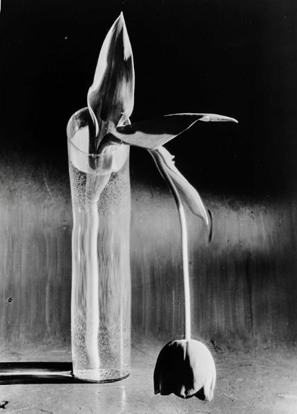 Kertsz Andr : Tulipano malinconico, New York, 1939  - Asta Fotografia - Associazione Nazionale - Case d'Asta italiane