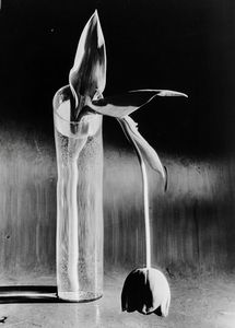 Kertsz Andr - Tulipano malinconico, New York, 1939