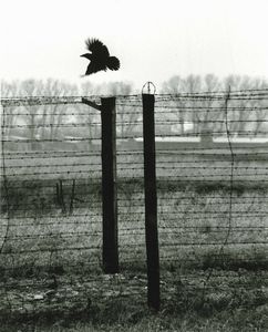 Hartmann Erich : Barbed wire, Poland  - Asta Fotografia - Associazione Nazionale - Case d'Asta italiane