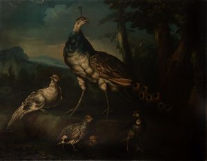 GIOVANNI CRIVELLI DETTO IL CRIVELLINO (1690 - 1750) - Pavoni in un paesaggio.