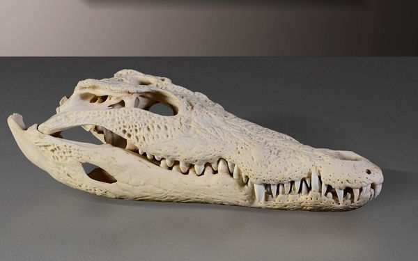Cranio di coccodrillo del Nilo  - Asta Mirabilia - Associazione Nazionale - Case d'Asta italiane