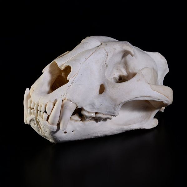 Cranio di tigre  - Asta Mirabilia - Associazione Nazionale - Case d'Asta italiane