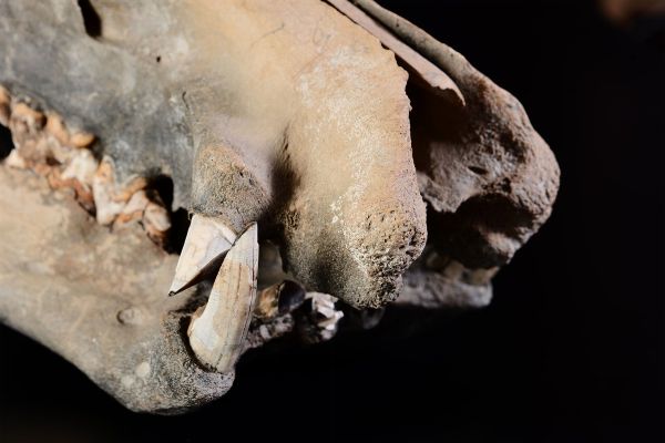 Cranio fossile di ippopotamo nano del Madagascar meridionale  - Asta Mirabilia - Associazione Nazionale - Case d'Asta italiane