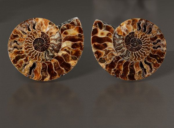 Ammonite Cleoniceras sezionata  - Asta Mirabilia - Associazione Nazionale - Case d'Asta italiane