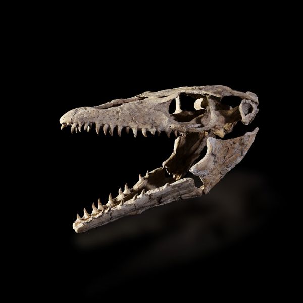 Impressionante cranio di Halisaurus  - Asta Mirabilia - Associazione Nazionale - Case d'Asta italiane