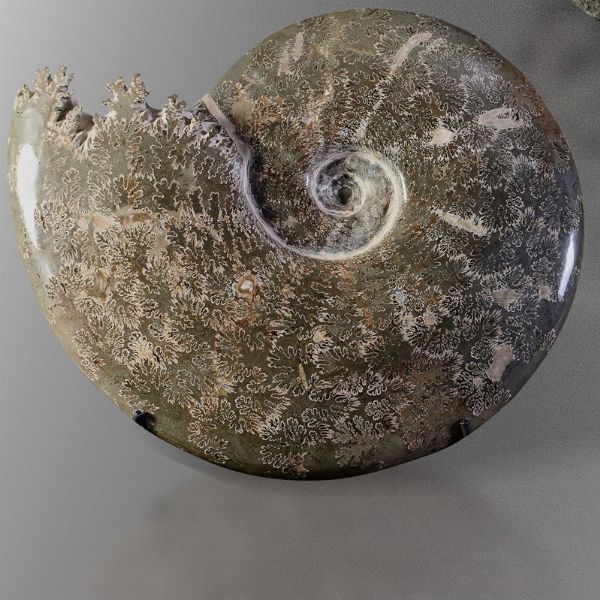Ammonite Cleoniceras  - Asta Mirabilia - Associazione Nazionale - Case d'Asta italiane