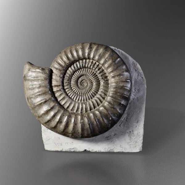 Ammonite Arietites su matrice  - Asta Mirabilia - Associazione Nazionale - Case d'Asta italiane