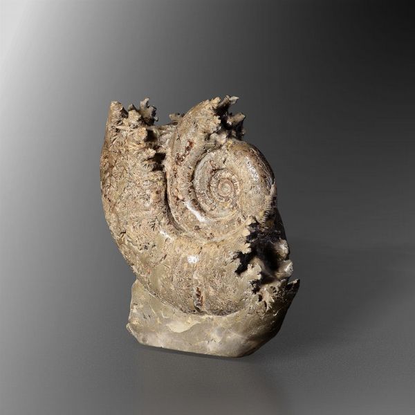 Scultura naturale originata dalla mineralizzazione in septaria di una grande ammonite  - Asta Mirabilia - Associazione Nazionale - Case d'Asta italiane