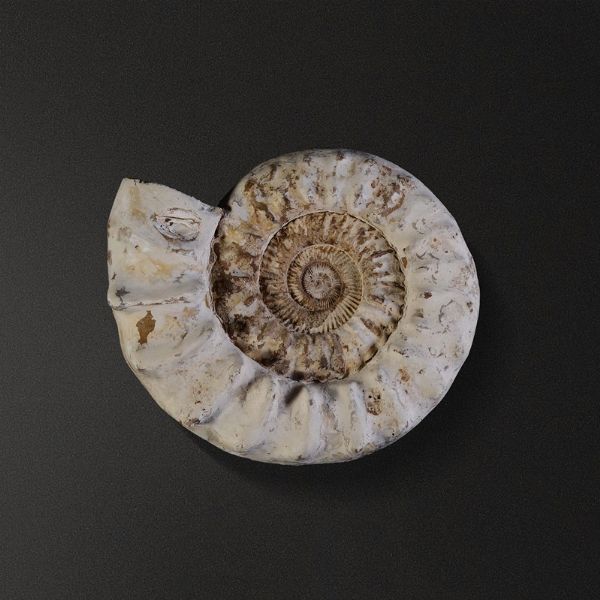Ammonite Kranosphinctes  - Asta Mirabilia - Associazione Nazionale - Case d'Asta italiane