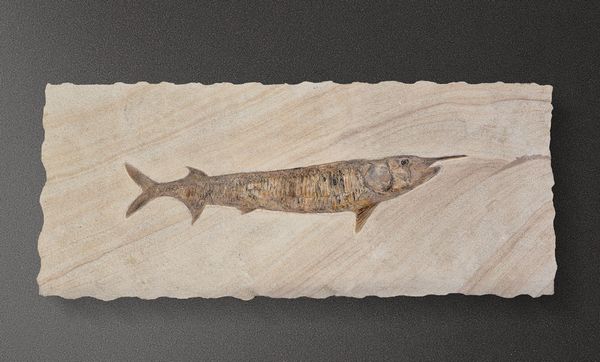 Pesce rostrato fossile del genere Aspidorhynchus  - Asta Mirabilia - Associazione Nazionale - Case d'Asta italiane
