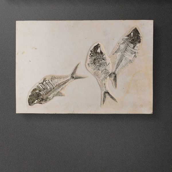 Composizione di tre pesci fossili dal Wyoming, su quadro in legno  - Asta Mirabilia - Associazione Nazionale - Case d'Asta italiane
