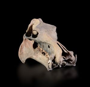 Cranio fossile di ippopotamo nano del Madagascar meridionale  - Asta Mirabilia - Associazione Nazionale - Case d'Asta italiane