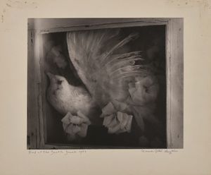 CLARENCE JOHN LAUGHLIN - Bird of death dream