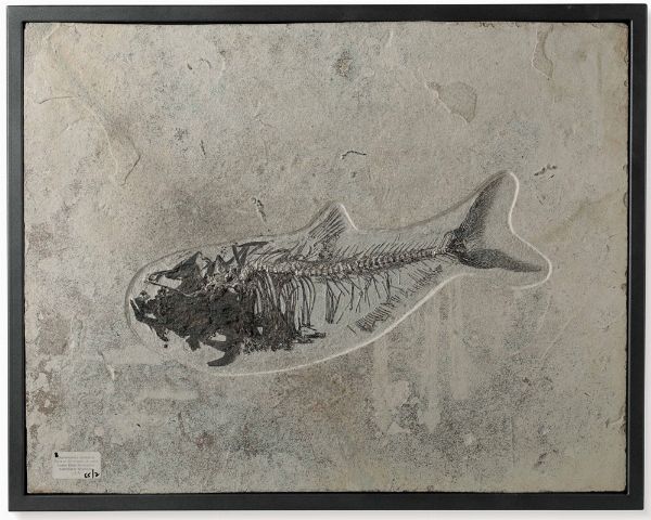Pesce fossile Diplomystus dentatus  - Asta Arte Marinara - Associazione Nazionale - Case d'Asta italiane