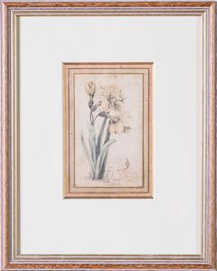 Arte Islamica - Studio di una pianta  Iran, XIX - XX secolo  Acquerello su carta