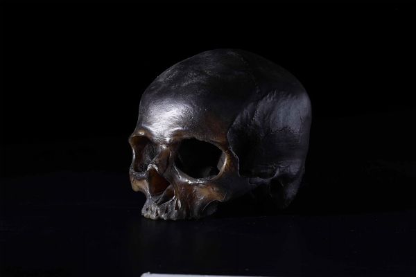 Cranio in cera, XX-XXI secolo  - Asta Out of the Ordinary - Associazione Nazionale - Case d'Asta italiane