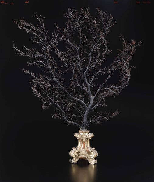 Gorgonia su base in legno dorato  - Asta Out of the Ordinary - Associazione Nazionale - Case d'Asta italiane