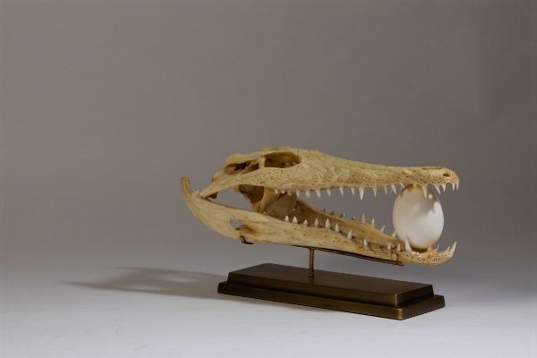 Cranio di coccodrillo e uovo di oca su base in ottone  - Asta Out of the Ordinary - Associazione Nazionale - Case d'Asta italiane