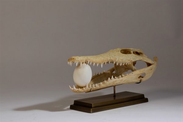 Cranio di coccodrillo e uovo di oca su base in ottone  - Asta Out of the Ordinary - Associazione Nazionale - Case d'Asta italiane